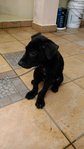 Mr Black - Mixed Breed Dog