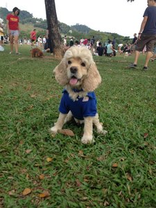 Adelle - Cocker Spaniel Dog