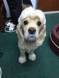 Adelle - Cocker Spaniel Dog