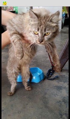 Duchess - Domestic Long Hair Cat