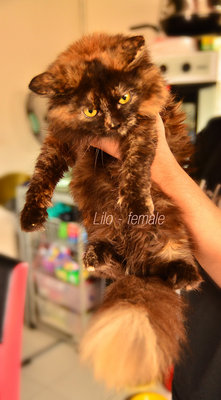 Lilo - Tortoiseshell Cat