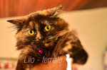 Lilo - Tortoiseshell Cat