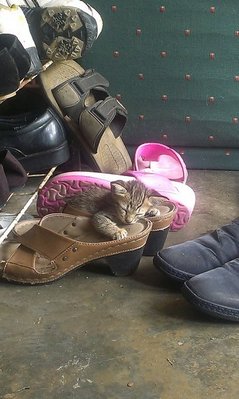 Shoe - Tabby Cat