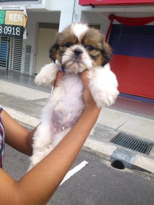 PF60117 - Shih Tzu Dog