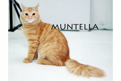 Muntella - Persian + American Curl Cat