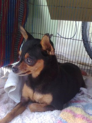 Molek - Miniature Pinscher Dog