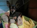 Molek - Miniature Pinscher Dog