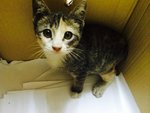 Female Kitten - 4-5 Weeks Old - Tabby Cat