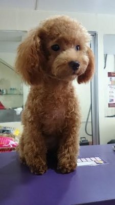 Taiwan Line Toy Poodle - Poodle Dog