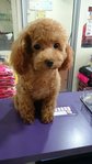 Taiwan Line Toy Poodle - Poodle Dog