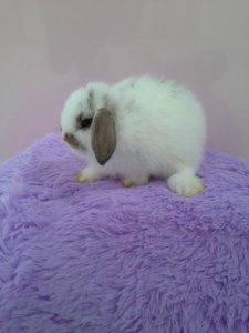 Holland Lop -blue Tort 268 - Holland Lop Rabbit