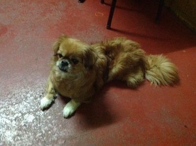 Lassie - Pekingese + Shih Tzu Dog