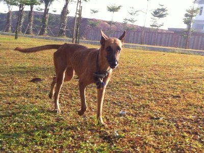 Jackie - Belgian Shepherd Malinois Dog