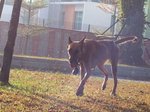 Jackie - Belgian Shepherd Malinois Dog