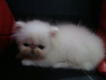 Mia - Persian Cat