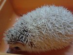 Hedgie - Hedgehog Small & Furry