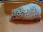 Hedgie - Hedgehog Small & Furry