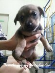 2 Female Puppies - Mixed Breed Dog