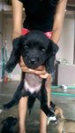 Puppy - Mixed Breed Dog