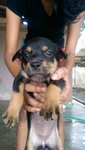 Puppy - Mixed Breed Dog