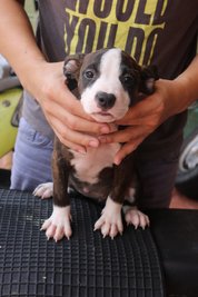 American Bully (Pure Breed) - American Bulldog Dog