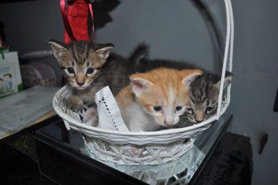 Oren, Belang &amp; Nyet  - Domestic Short Hair Cat