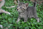 Oren, Belang &amp; Nyet  - Domestic Short Hair Cat