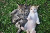 Oren, Belang &amp; Nyet  - Domestic Short Hair Cat