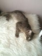 Blue Tabby - Domestic Long Hair + Persian Cat