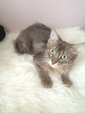 Blue Tabby - Domestic Long Hair + Persian Cat