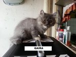 Princess Qaseh Felline Babies - Persian + Domestic Long Hair Cat