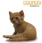 Potato 1 - American Shorthair Cat