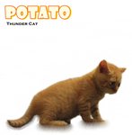 Potato 1 - American Shorthair Cat