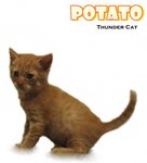 Potato 1 - American Shorthair Cat