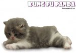 Kung Fu Panda (Semi Flat Face) - Persian Cat