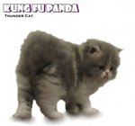 Kung Fu Panda (Semi Flat Face) - Persian Cat