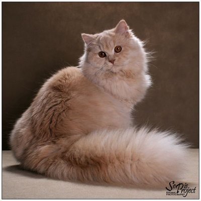 Mia For Sale - British Shorthair + Persian Cat