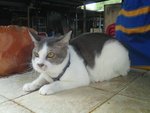 Fanshu 番薯 - Domestic Short Hair Cat