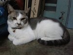 Fanshu 番薯 - Domestic Short Hair Cat