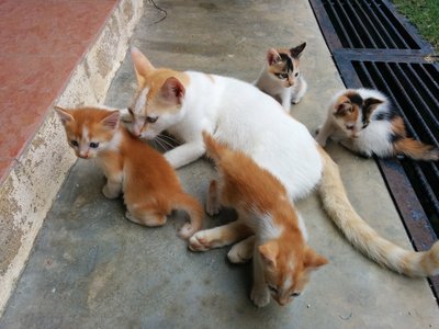 Mommy And 4 Babies - Calico Cat