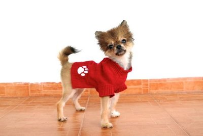 &quot;Peanut&quot; -1.4 Kgs Only- With Mka - Pomeranian Dog