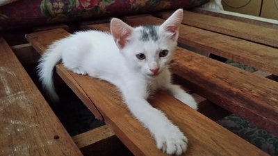 Trojan - Turkish Angora Cat