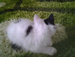 Panda - Persian Cat