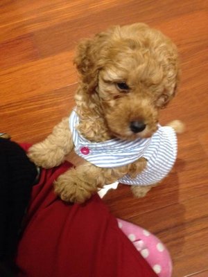 Short Leg Light Brown Poodle - Poodle Dog