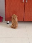 Short Leg Light Brown Poodle - Poodle Dog