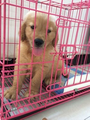 Golden Retriever Puppies - Golden Retriever Dog