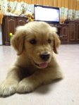 Golden Retriever Puppies - Golden Retriever Dog