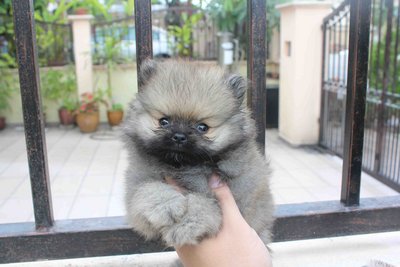 Quality T-cup Sable Pom Mka - Pomeranian Dog