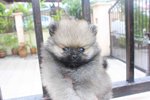 Quality T-cup Sable Pom Mka - Pomeranian Dog