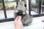 Quality T-cup Sable Pom Mka - Pomeranian Dog